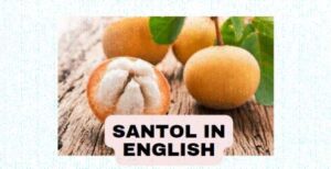 Santol in English | Santol Health Benefits | History
