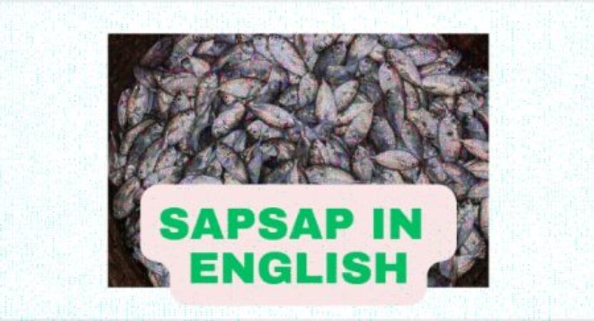 Sapsap in English | Sapsap Health Benefits | Philippine Fish