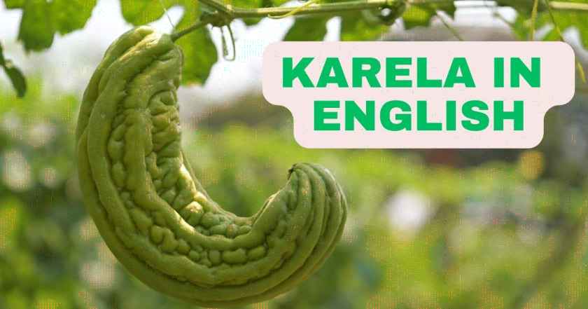 Karela in English | Karela Benefits | Karela Juice Benefits