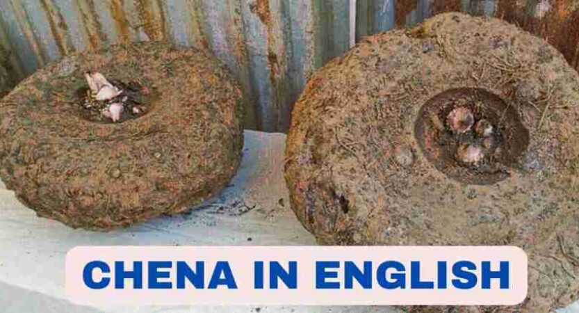 Chena in English | Sena Kilangu | Chena Benefits
