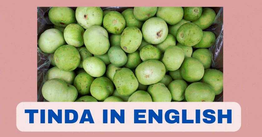 Tinda in English | Tinda Vegetable Name | Benefits