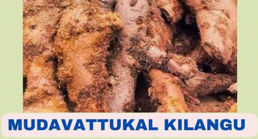 What is Mudavattukal Kilangu | Health Benefits | English Name