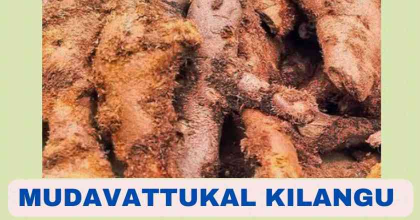 What is Mudavattukal Kilangu | Health Benefits | English Name