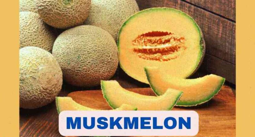 Muskmelon in Tamil | Muskmelon Benefits