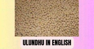 Ulundhu in English | Ulundu Health Benefits