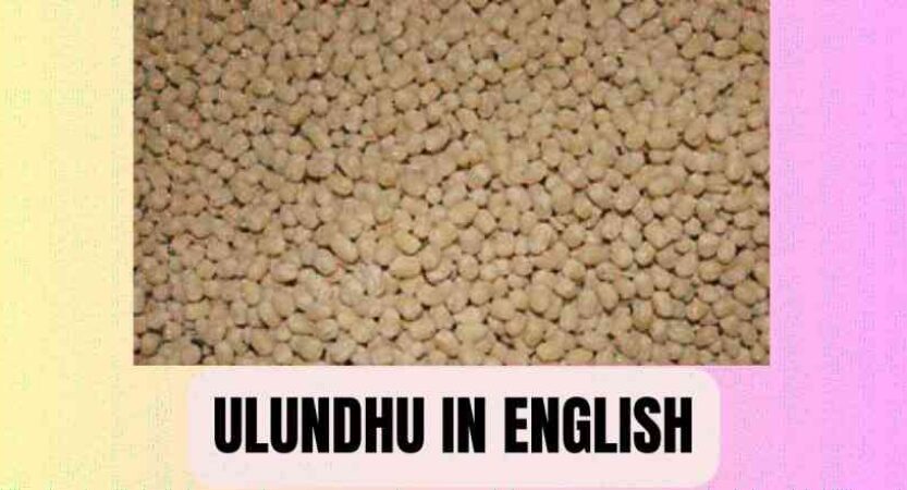 Ulundhu in English | Ulundu Health Benefits