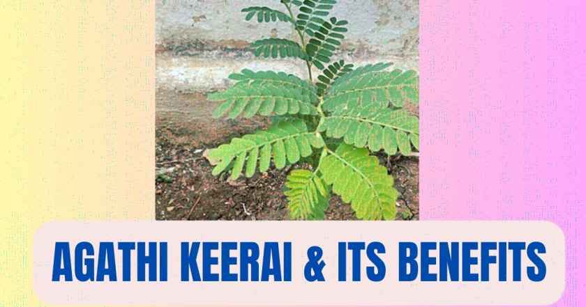 What is Agathi Keerai | Benefits | English Name