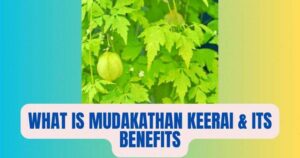 Mudakathan Keerai in English | Benefits of Mudakathan Keerai