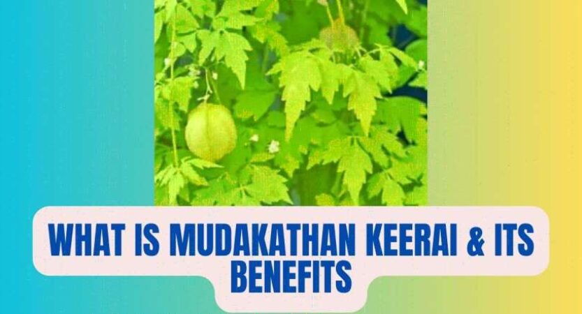 Mudakathan Keerai in English | Benefits of Mudakathan Keerai