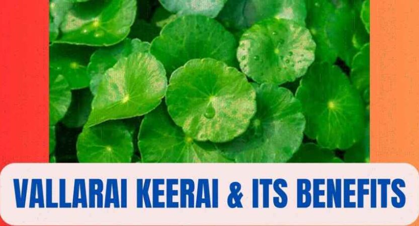 Vallarai Keerai in English | Vallarai Keerai Benefits