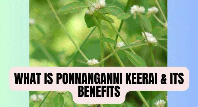 Ponnanganni Keerai in English | Health Benefits of Ponnanganni Keerai