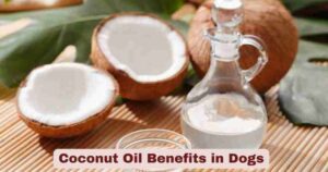 Coconut Oil Benefits in Dogs | Transform Your Pet’s Health Naturally