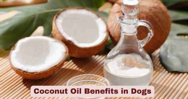 Curated visual reference: Gallery Detail: Coconut Oil Benefits In Dogs Transform Your Pet S Health