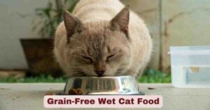 Grain-Free Wet Cat Food | Guide with Insights & Trends