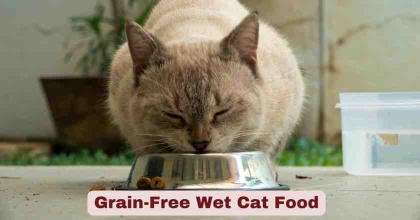 Grain-Free Wet Cat Food | Guide with Insights & Trends