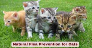Natural Flea Prevention for Cats | Vet-Approved Tips