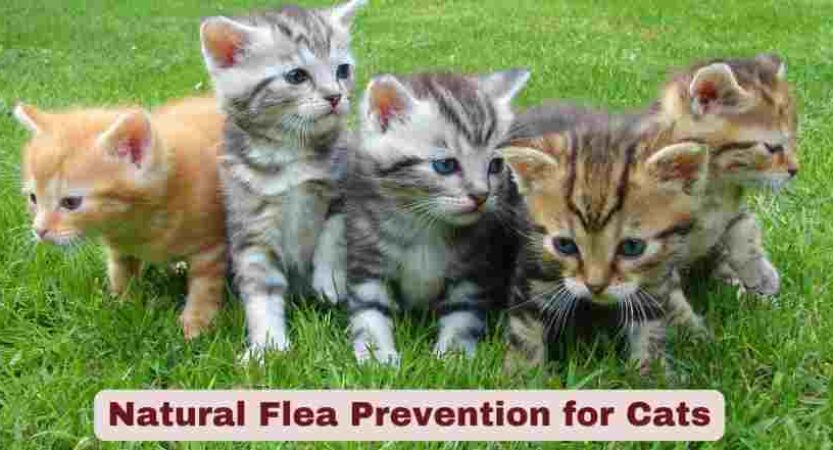 Natural Flea Prevention for Cats | Vet-Approved Tips