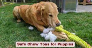 Safe Chew Toys for Puppies | Guide to Keeping Your Furry Friend Safe