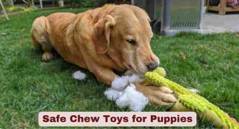 Safe Chew Toys for Puppies | Guide to Keeping Your Furry Friend Safe