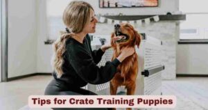 Tips for Crate Training Puppies | Benefits & Misconceptions