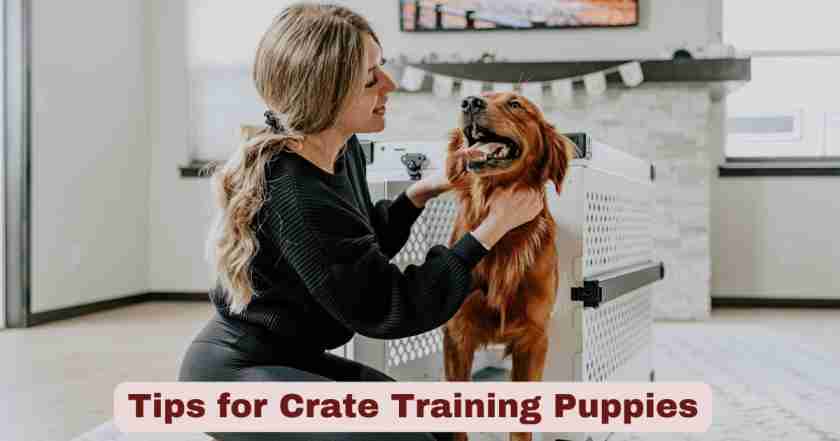 Tips for Crate Training Puppies | Benefits & Misconceptions