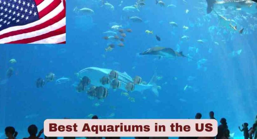 Best Aquariums in the US 2025 | Top 20 Aquariums Stats & Facts