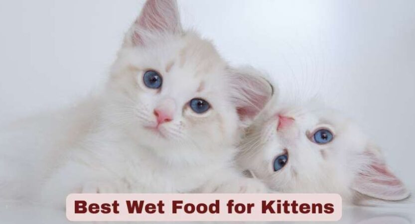 Best Wet Food for Kittens | Nutrition, Health, and Growth