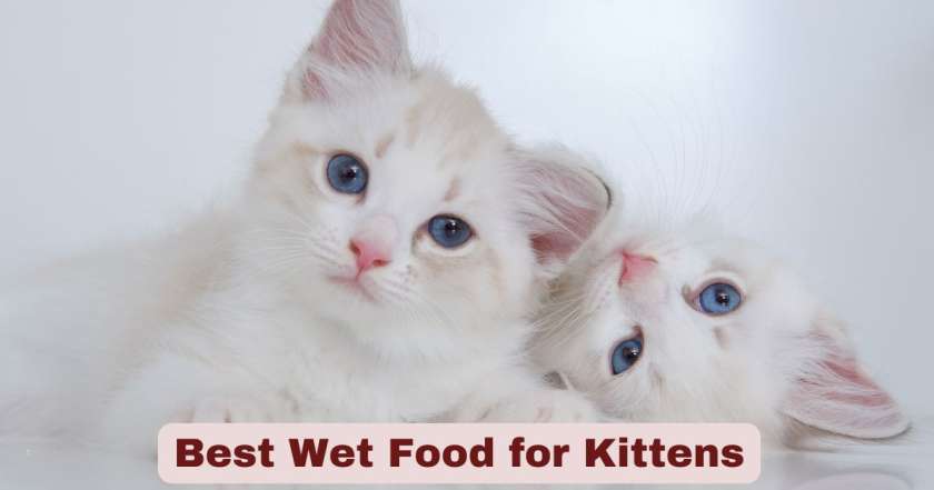 Best Wet Food for Kittens | Nutrition, Health, and Growth