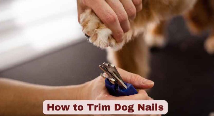 How to Trim Dog Nails | The Complete Guide for Pet Owners in 2025