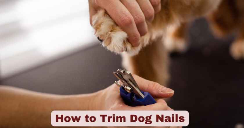 How to Trim Dog Nails | The Complete Guide for Pet Owners in 2025