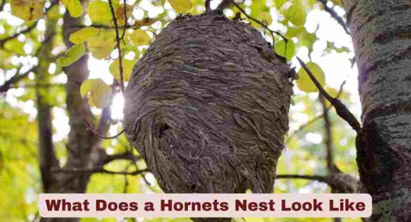 What Does a Hornets Nest Look Like |  Complete Identification Guide 2025
