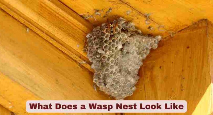 What Does a Wasp Nest Look Like | Complete Identification Guide