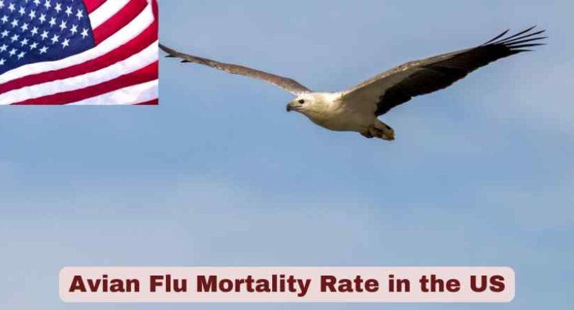 Avian Flu Mortality Rate in the US 2025 | Stats & Facts