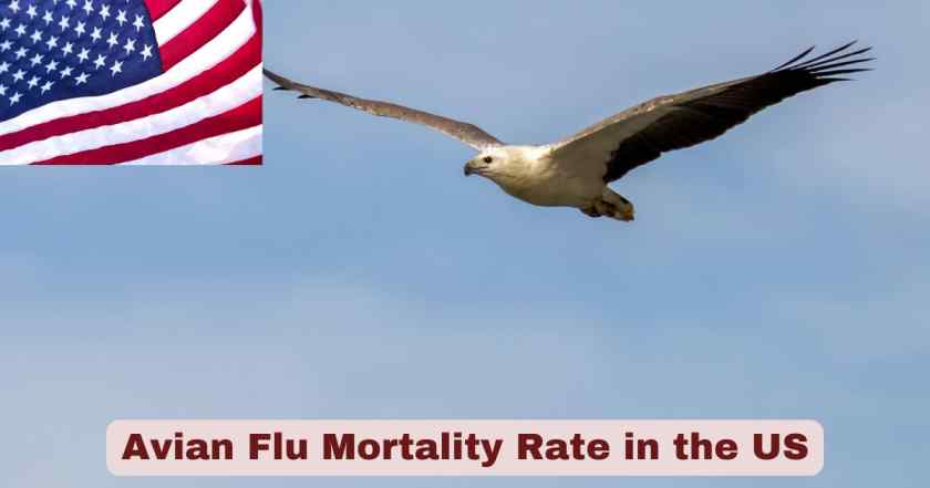 Avian Flu Mortality Rate in the US 2025 | Stats & Facts