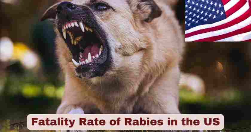 Fatality Rate of Rabies in the US 2025 | Statistics & Facts