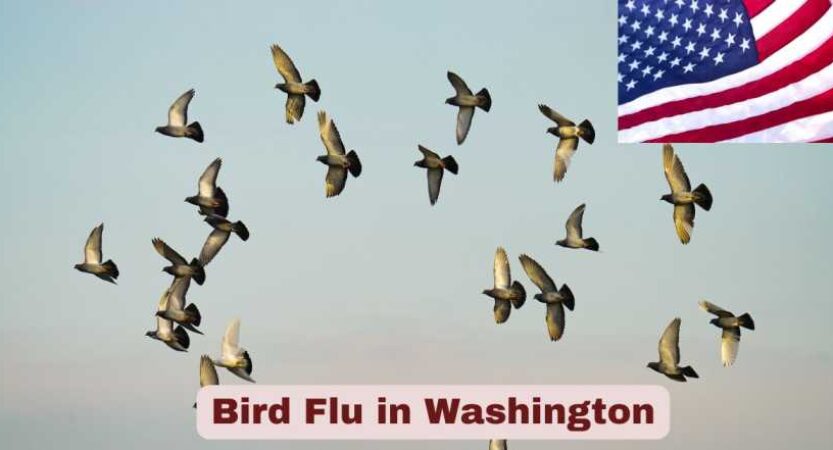 Bird Flu in Washington 2025 | Statistics & Facts