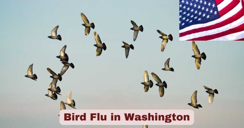 Bird Flu in Washington 2025 | Statistics & Facts