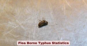 Flea Borne Typhus Statistics 2026 | Symptoms & Facts