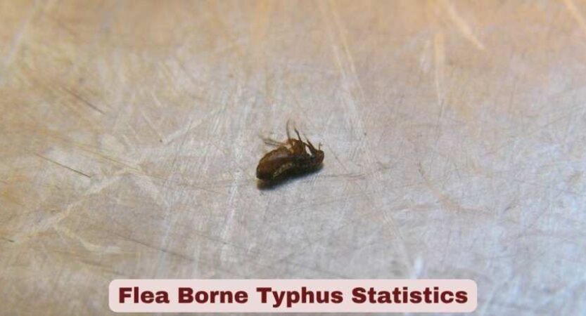 Flea Borne Typhus Statistics 2026 | Symptoms & Facts