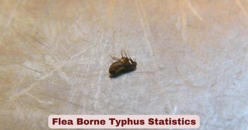Flea Borne Typhus Statistics 2026 | Symptoms & Facts