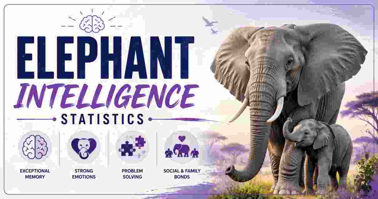 Elephant Intelligence Statistics 2026 | How Smart Are Elephants & Key Facts